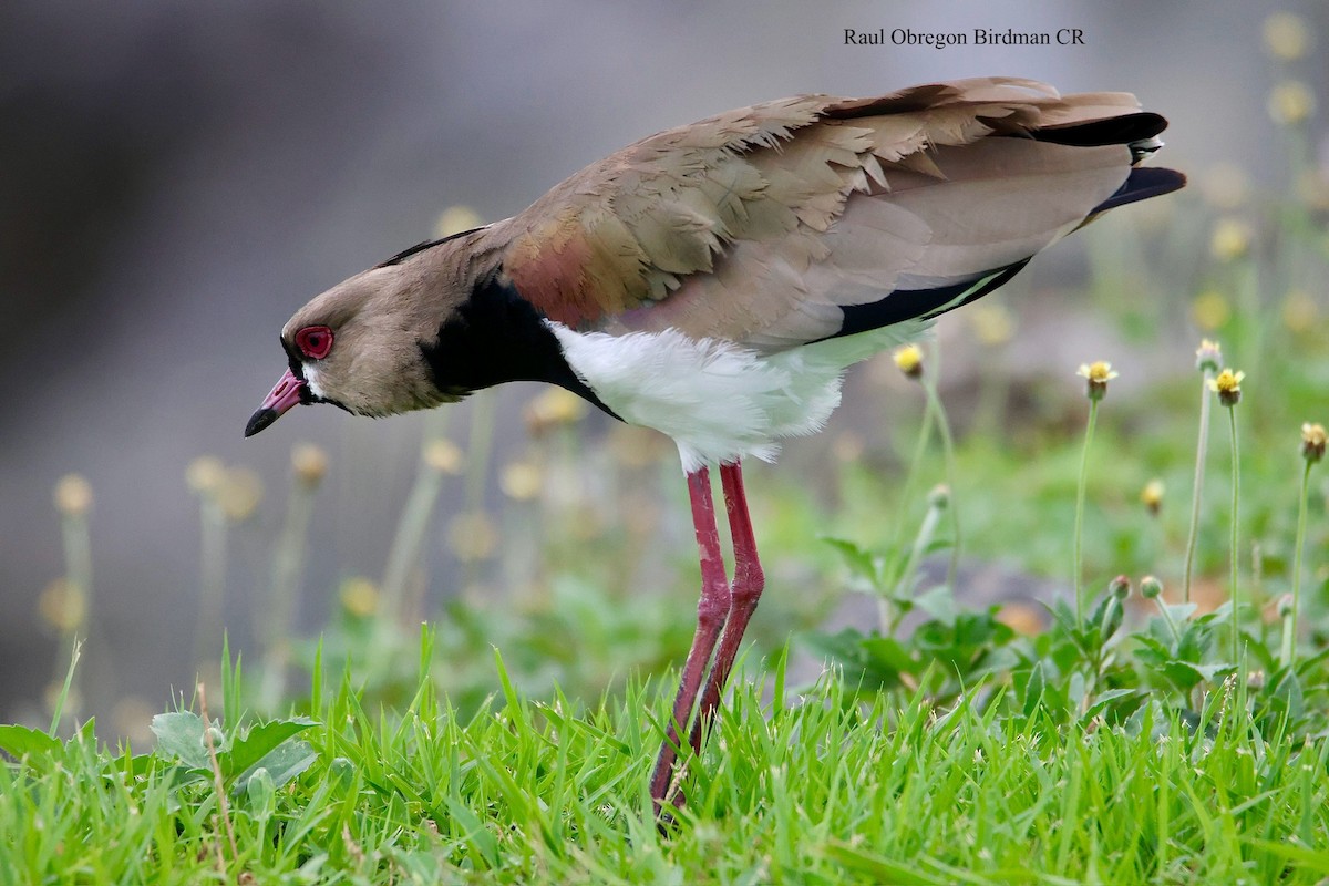 Southern Lapwing - ML645653673