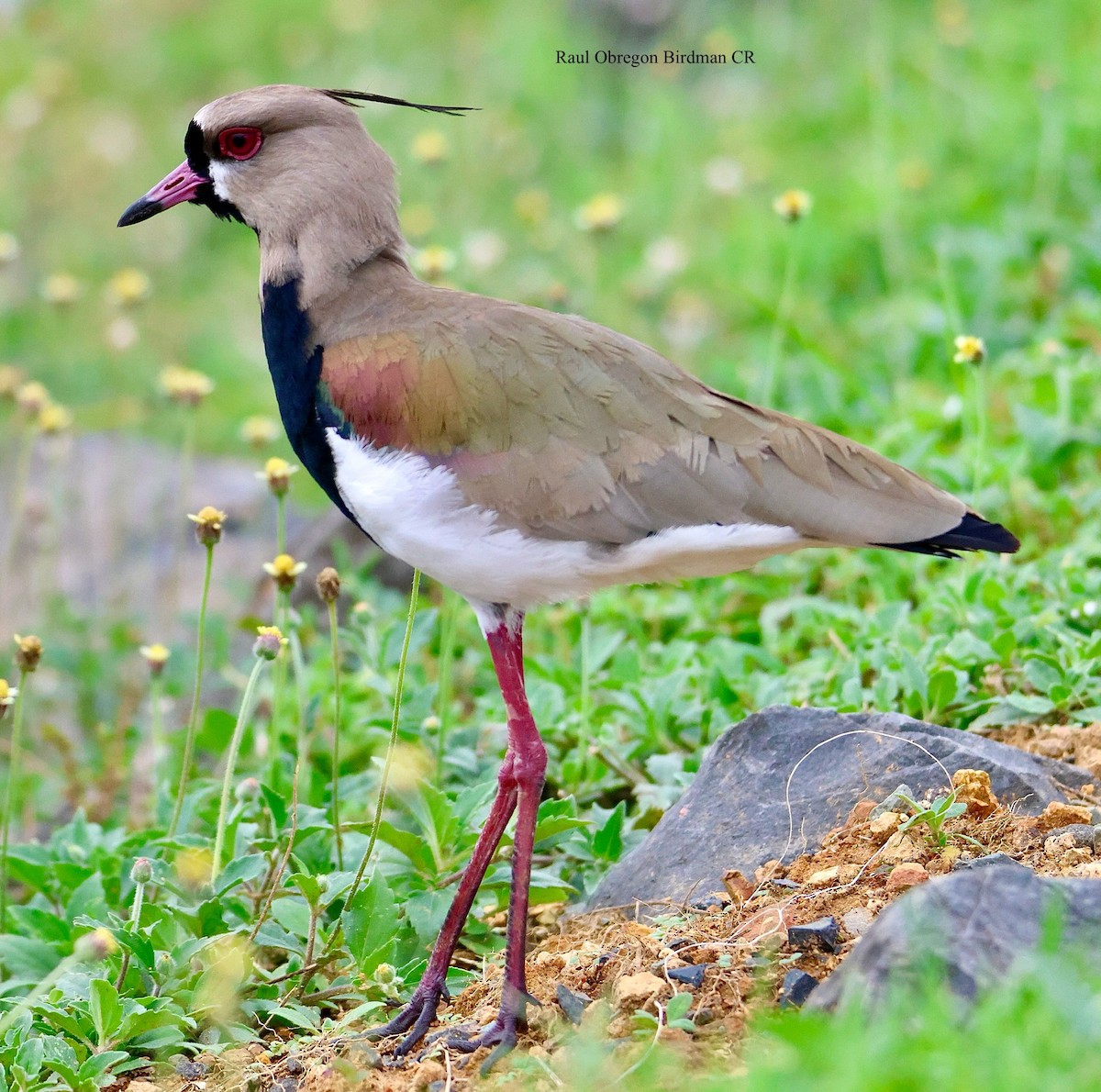 Southern Lapwing - ML645653674