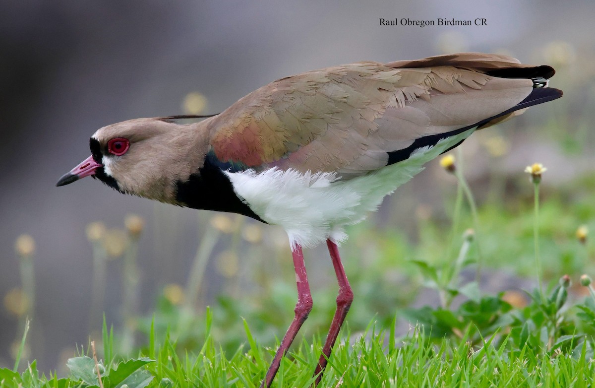 Southern Lapwing - ML645653675