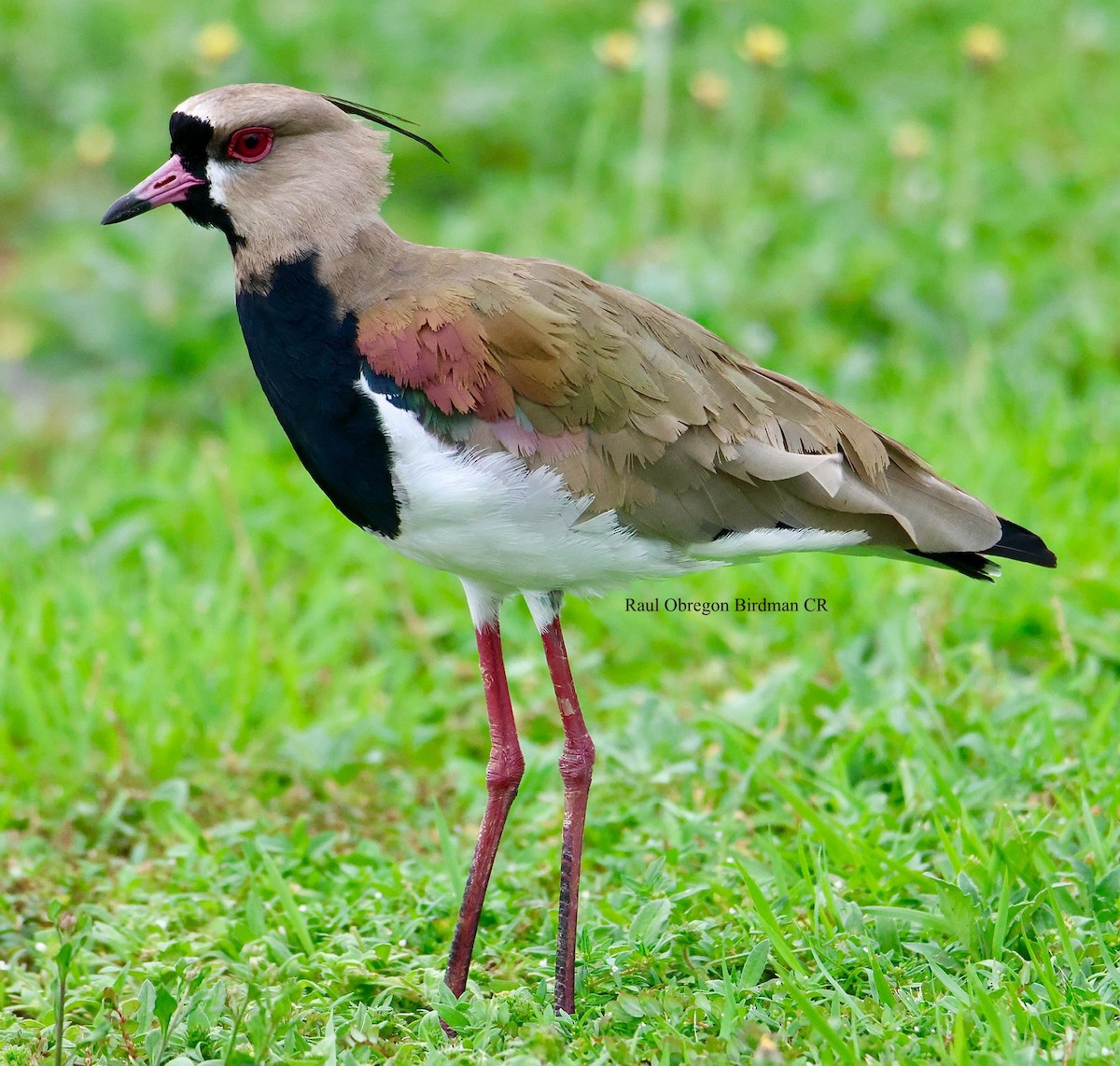 Southern Lapwing - ML645653676