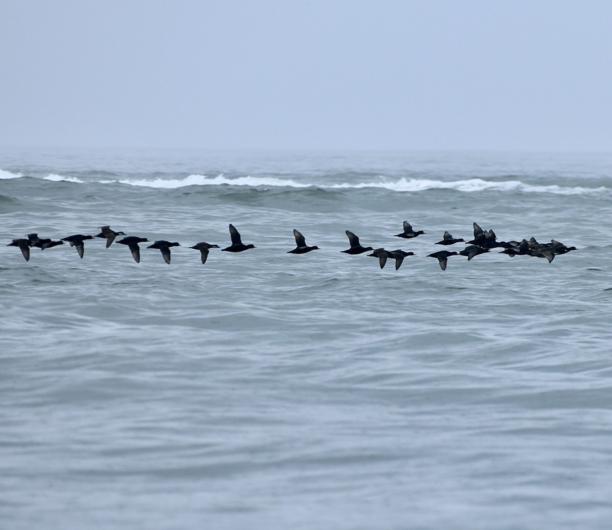 turpan žlutozobý - ML645653677