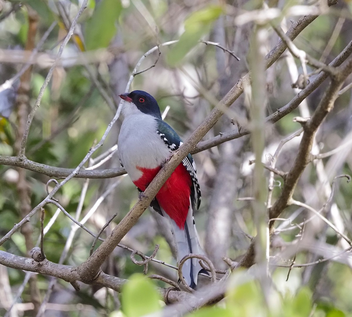 Cuban Trogon - ML645653692