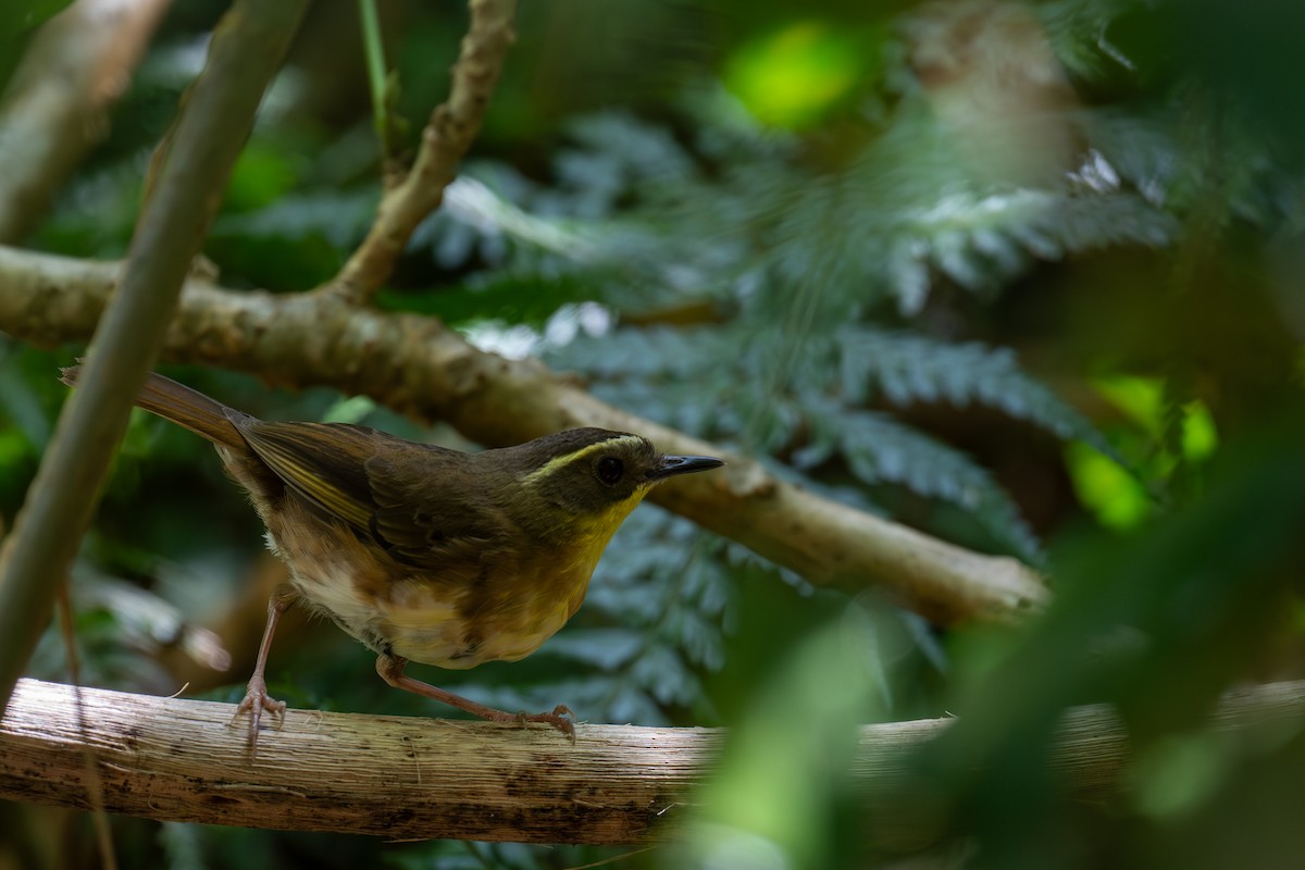 Yellow-throated Scrubwren - ML645653696