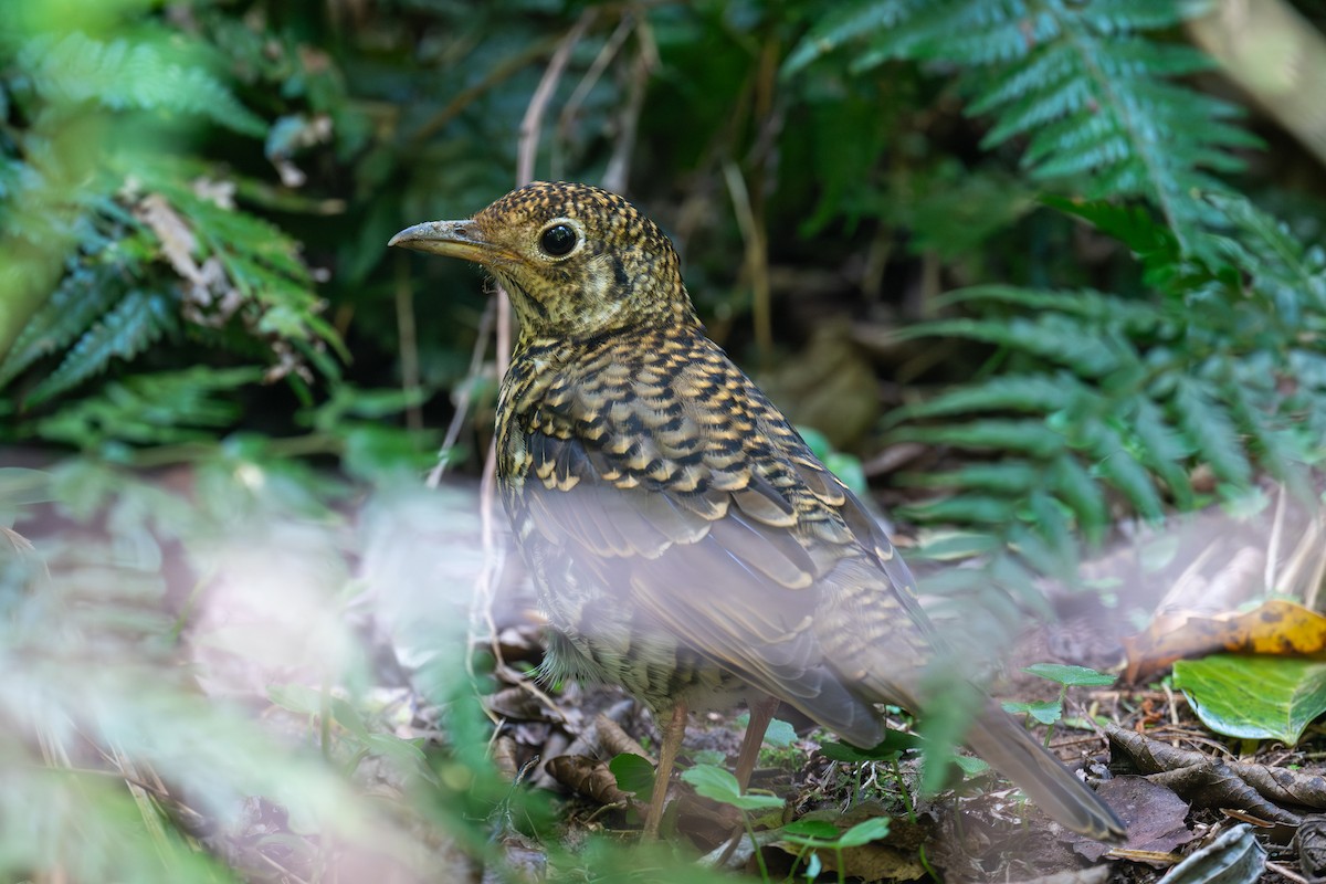 drozd australský - ML645653697