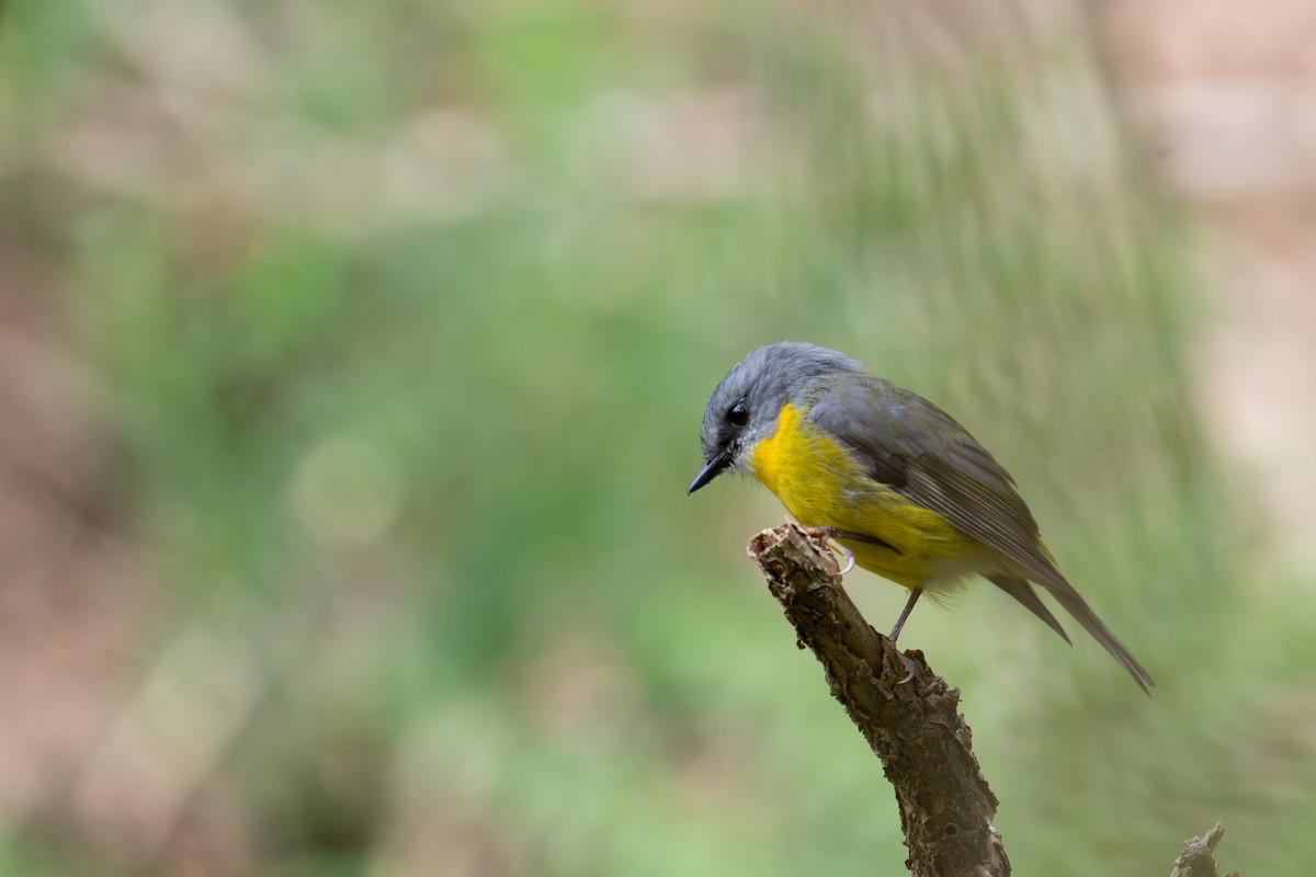 lejsčík žlutý - ML645653704