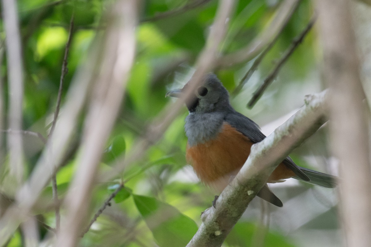 Black-faced Monarch - ML645653705