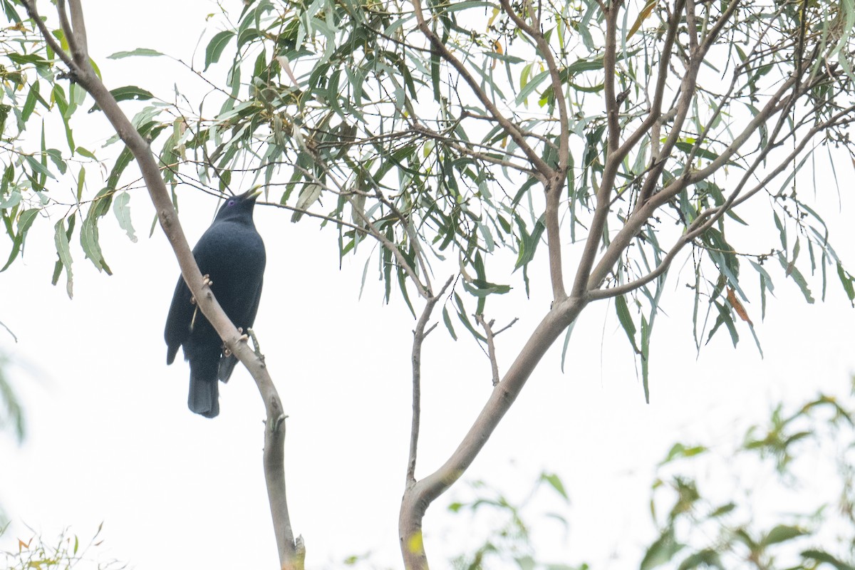 lemčík hedvábný - ML645653707