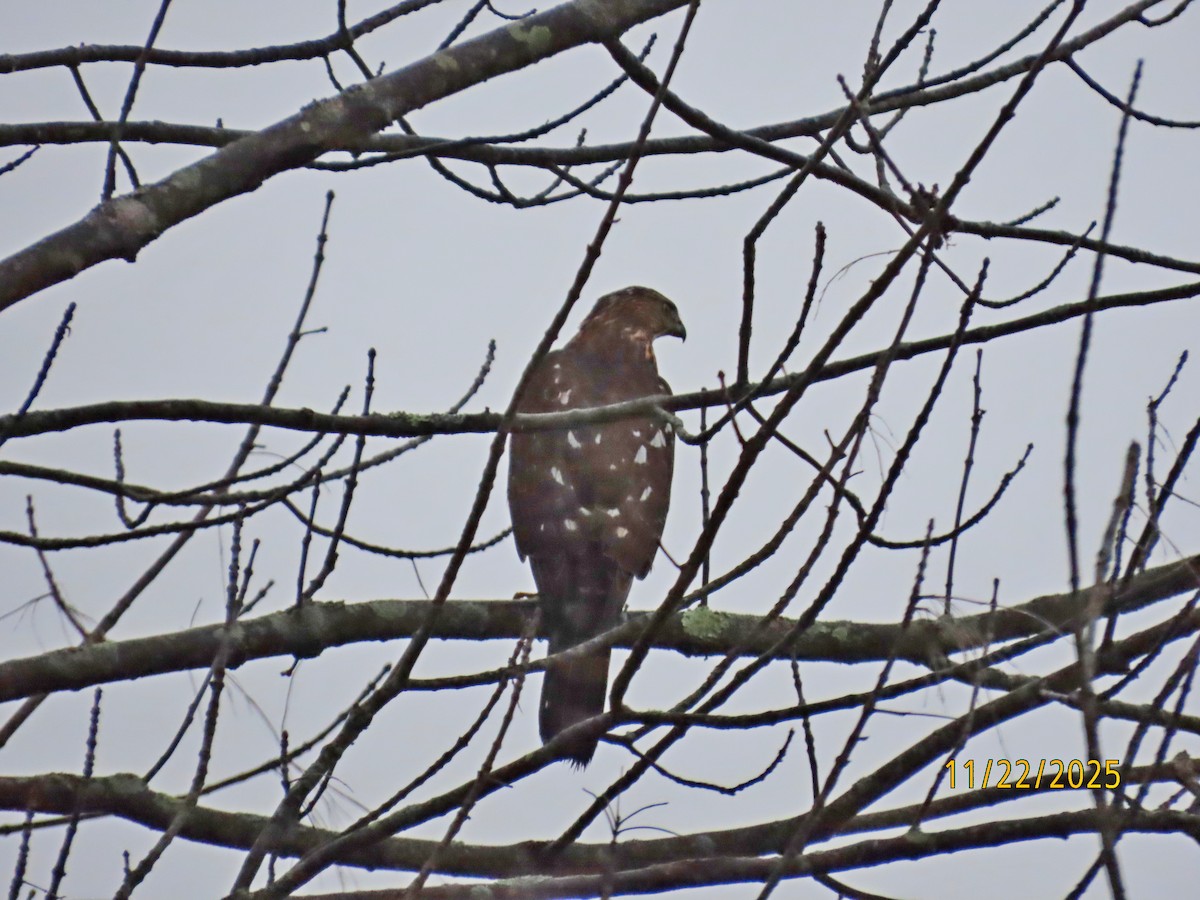 Cooper's Hawk - ML645653709