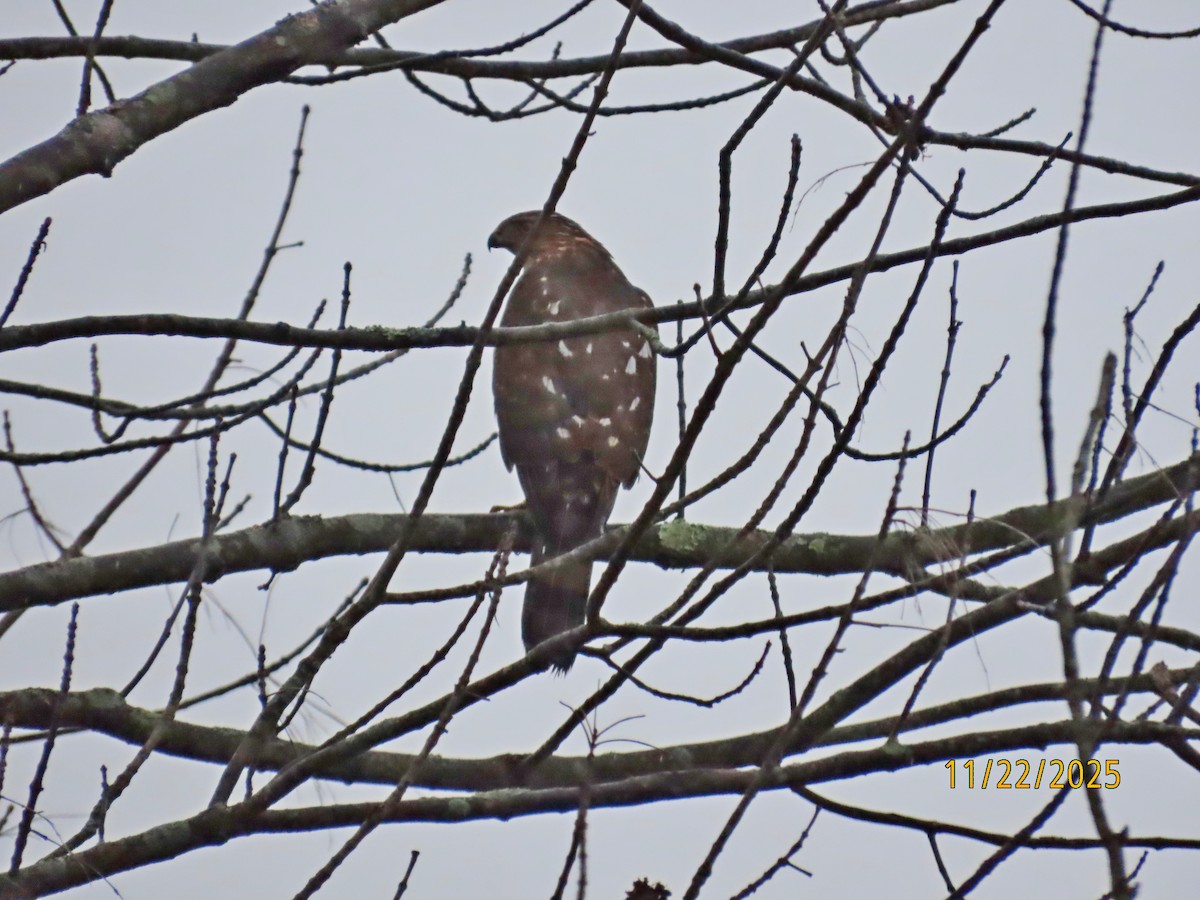 Cooper's Hawk - ML645653710