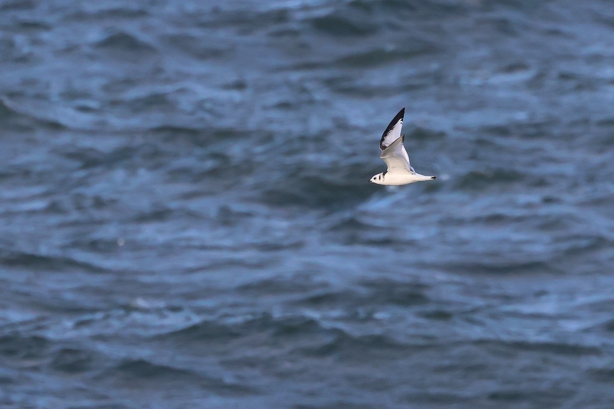 Kara Ayaklı Martı - ML645653711