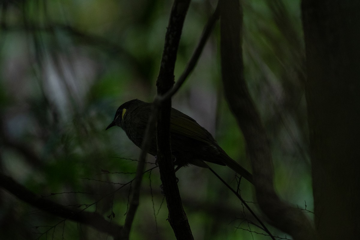 medosavka jasnohlasá - ML645653712