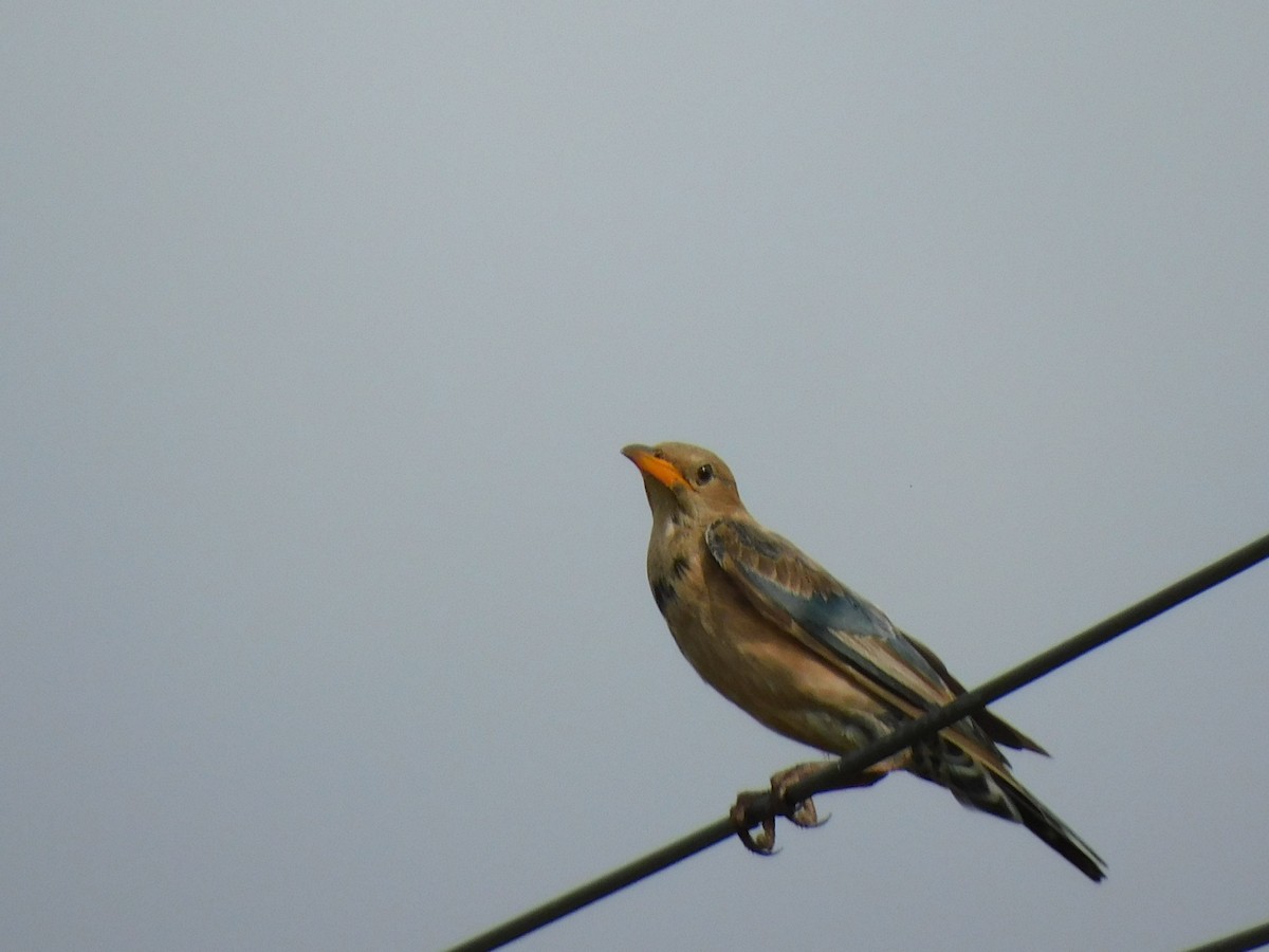 Rosy Starling - ML645653716
