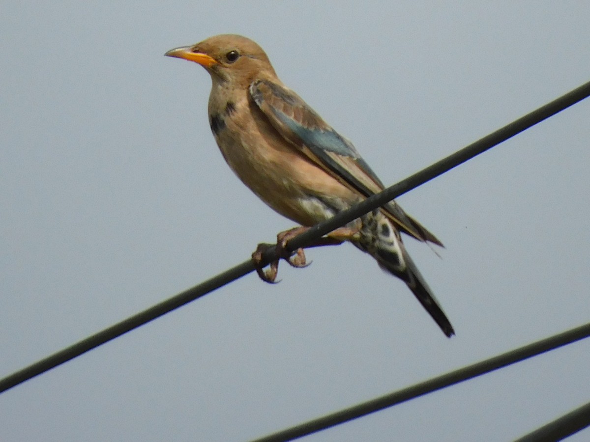 Rosy Starling - ML645653717