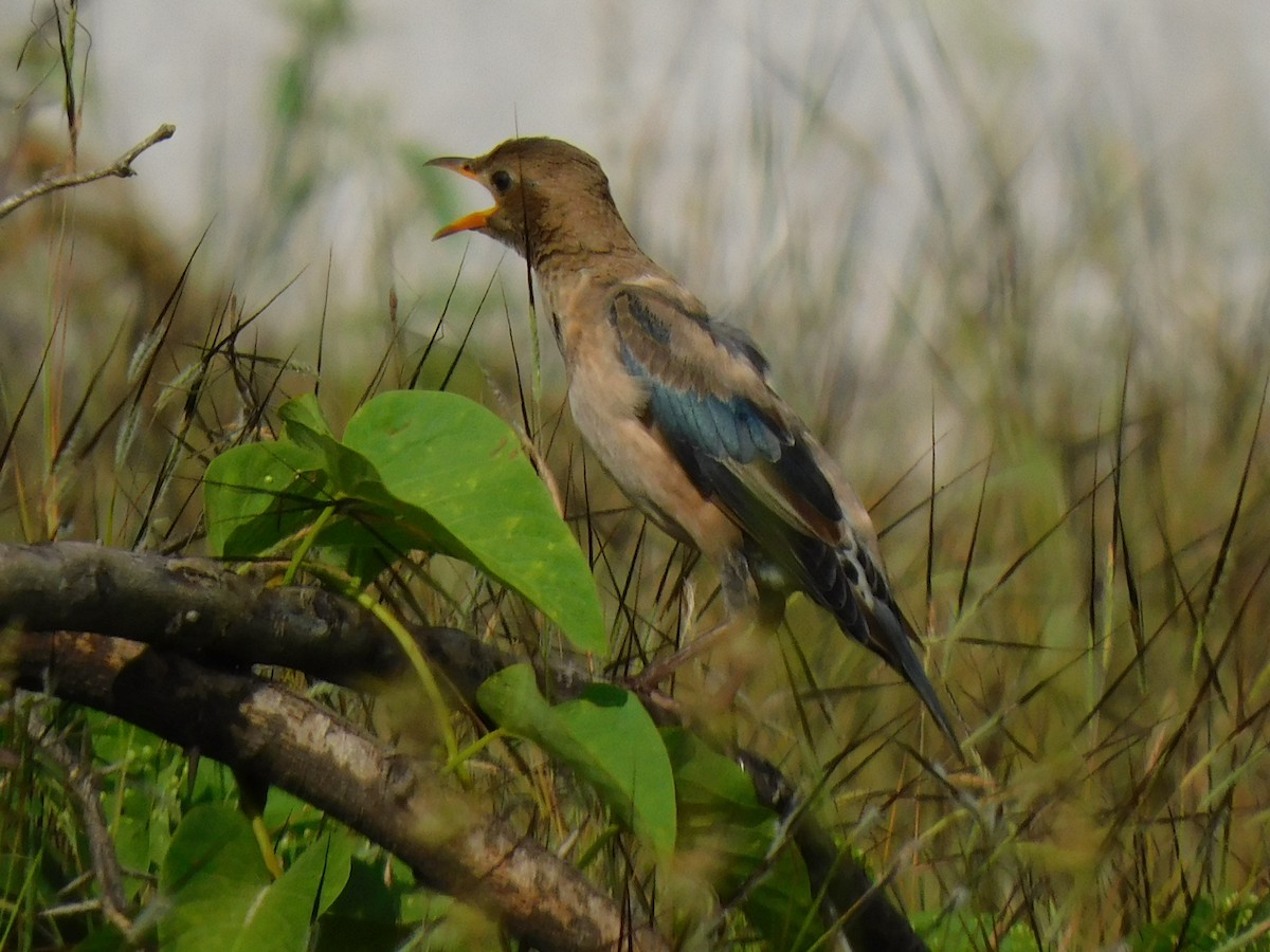 Rosy Starling - ML645653718