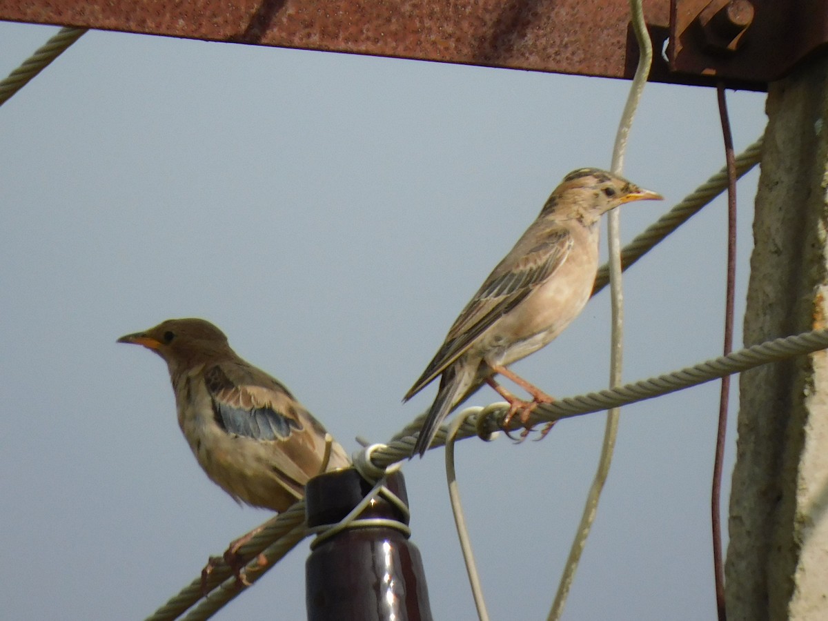 Rosy Starling - ML645653719