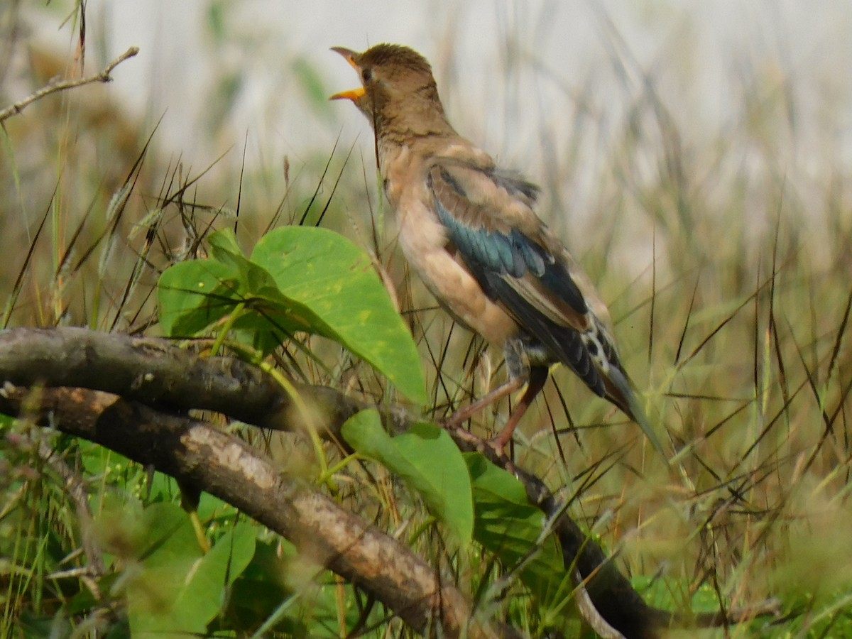 Rosy Starling - ML645653721