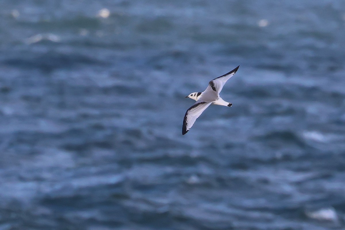 Kara Ayaklı Martı - ML645653723