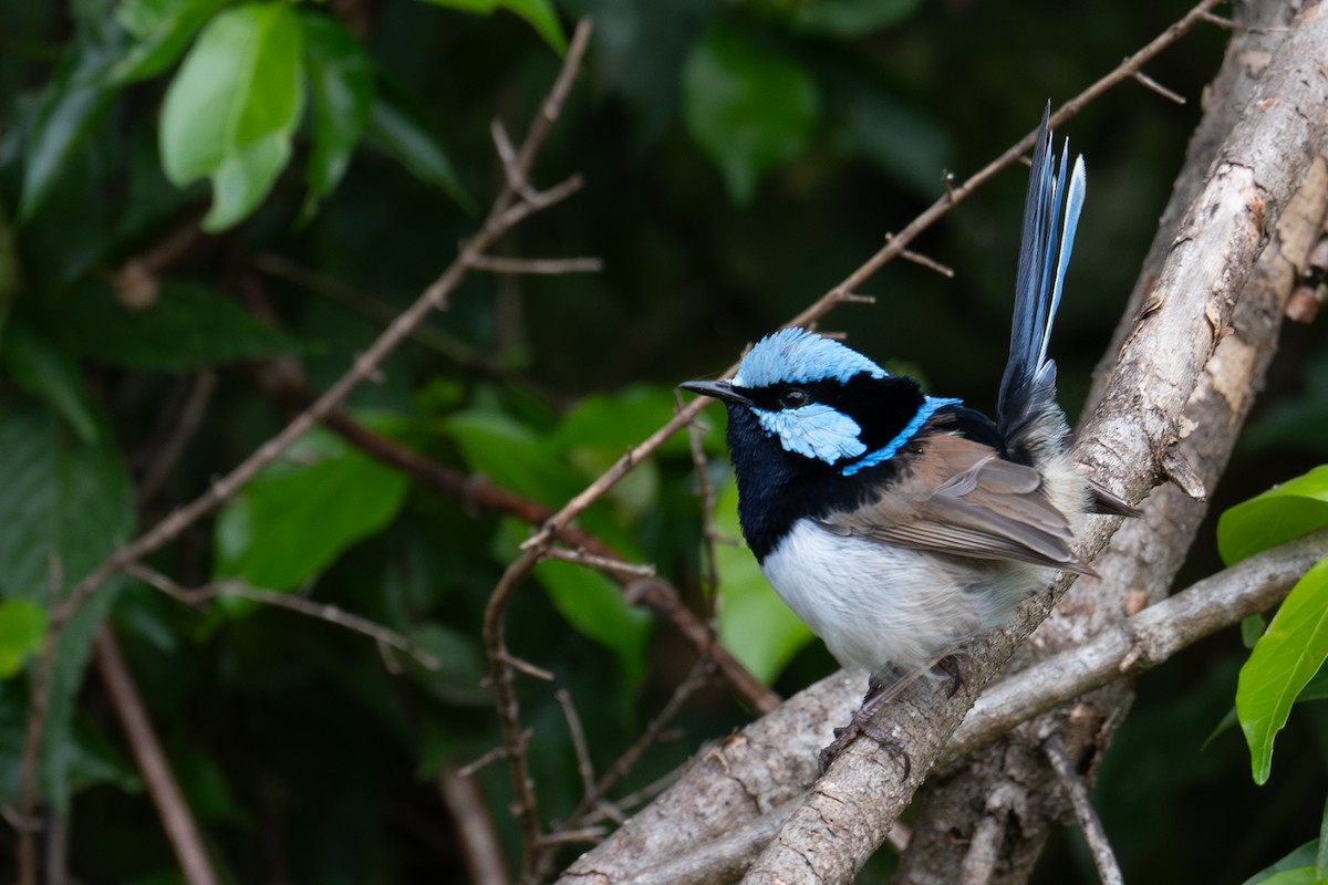 modropláštník nádherný - ML645653724