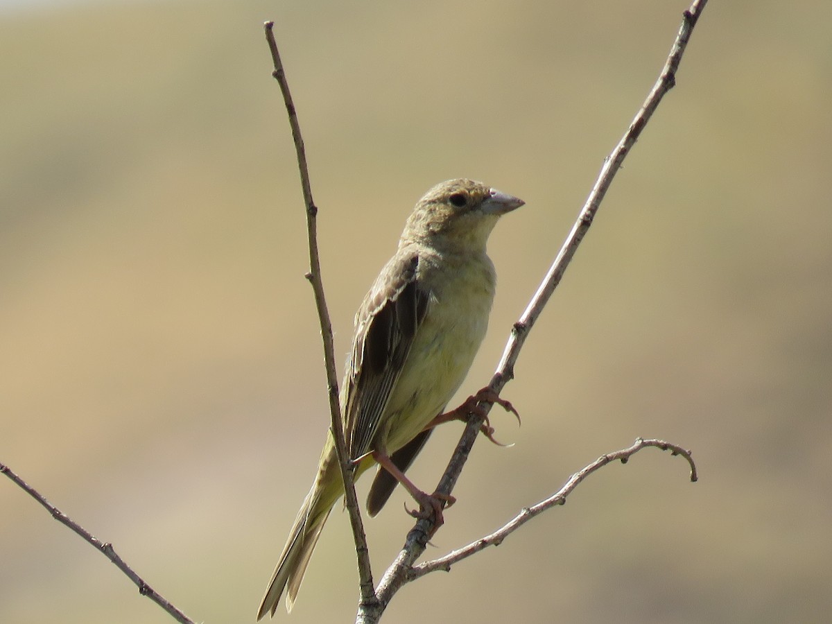 Escribano Cabecinegro - ML645653726