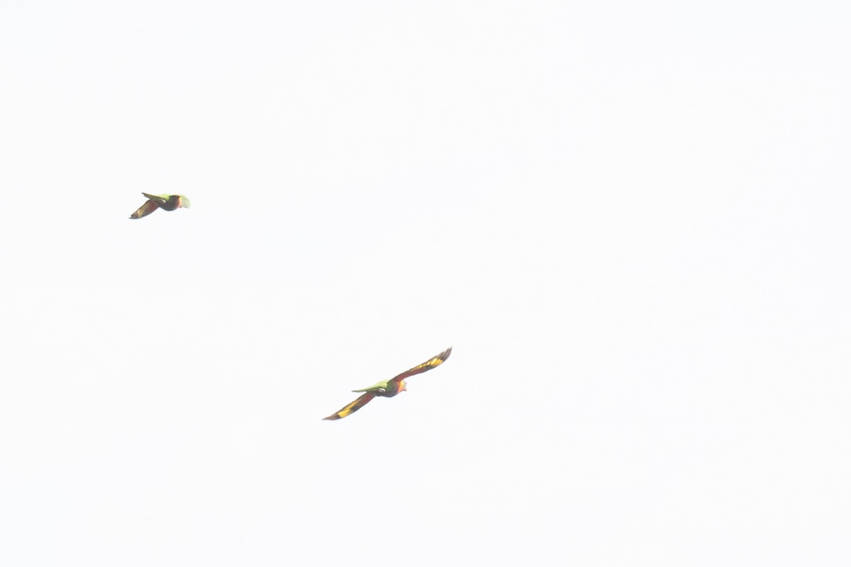 lori duhový - ML645653729