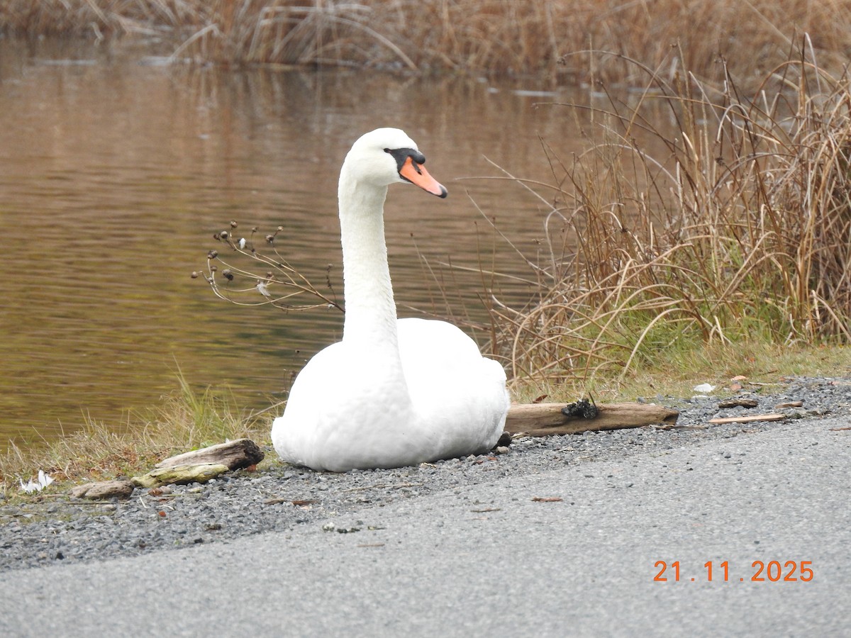Mute Swan - ML645653730