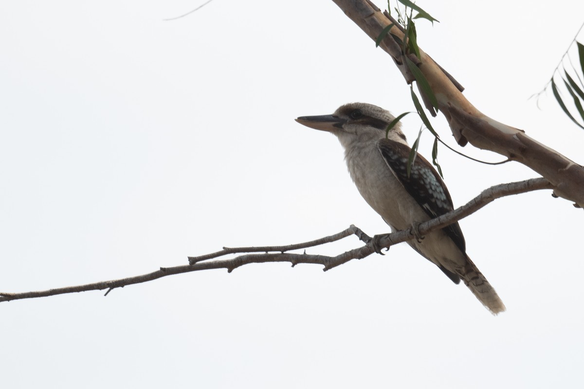 ledňák obrovský - ML645653732