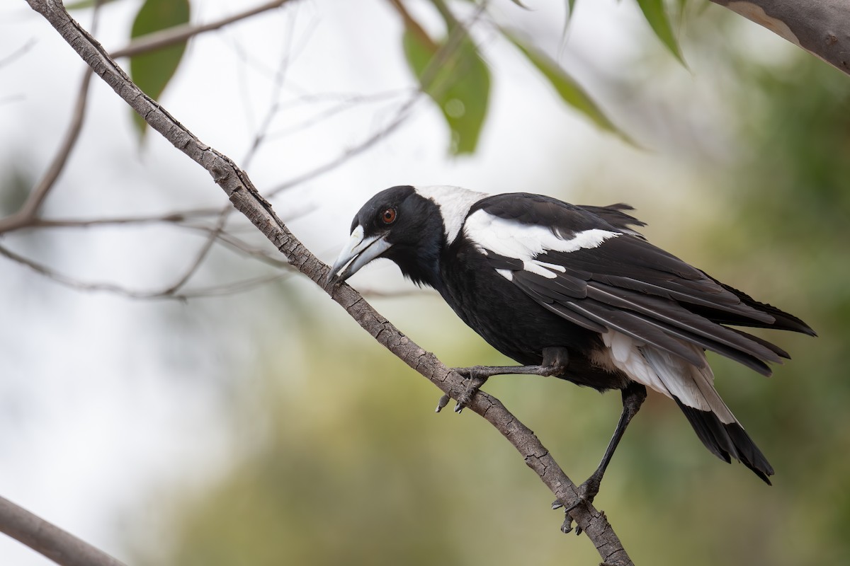 flétňák australský - ML645653733