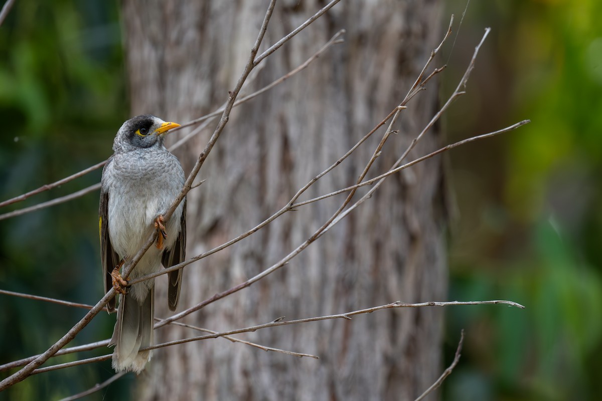 Mielero Chillón - ML645653734
