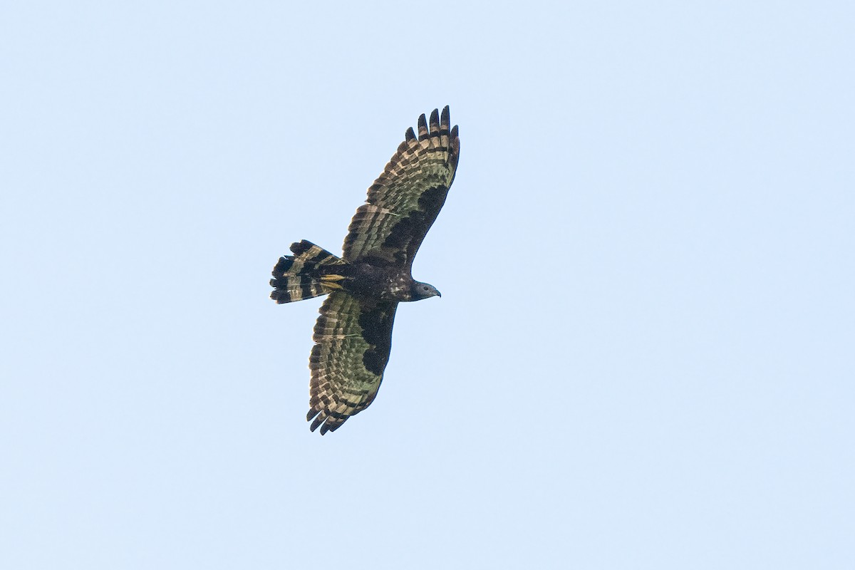 Tepeli Arı Şahini - ML645653736