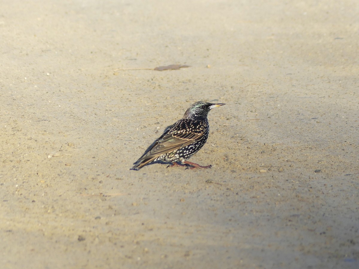 Шпак звичайний - ML645653737