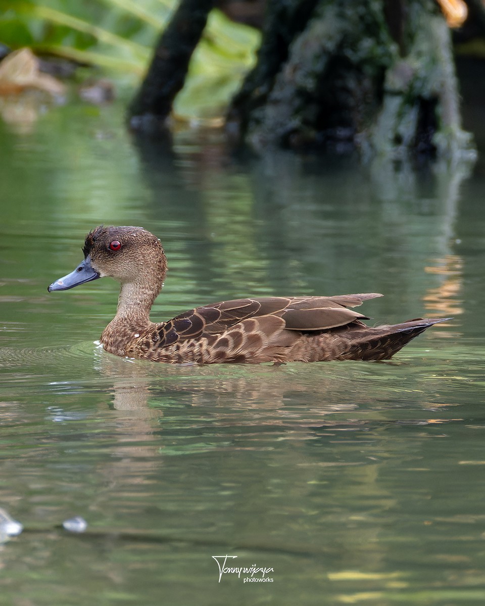 Cerceta de la Sonda - ML645653738
