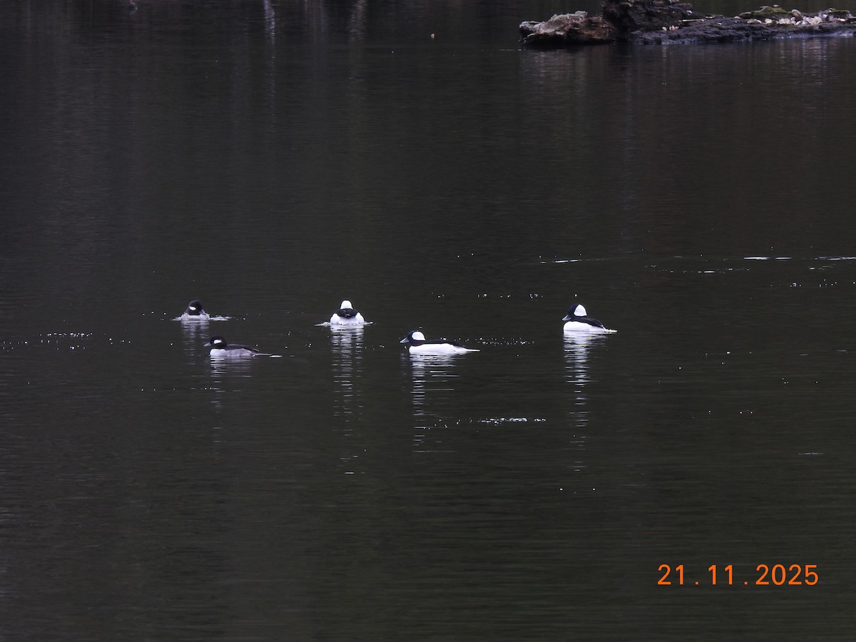 Porrón Albeola - ML645653739