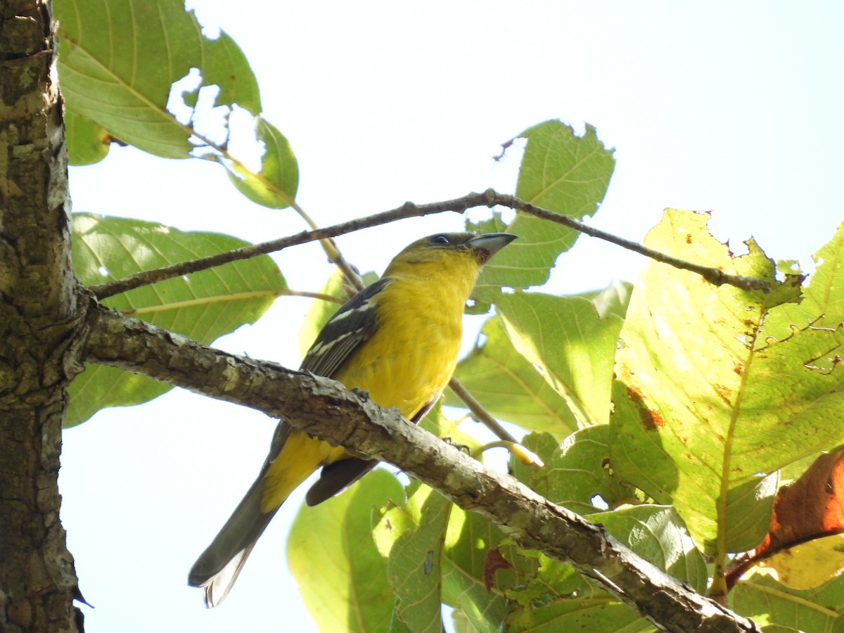 Piranga Aliblanca - ML645653740