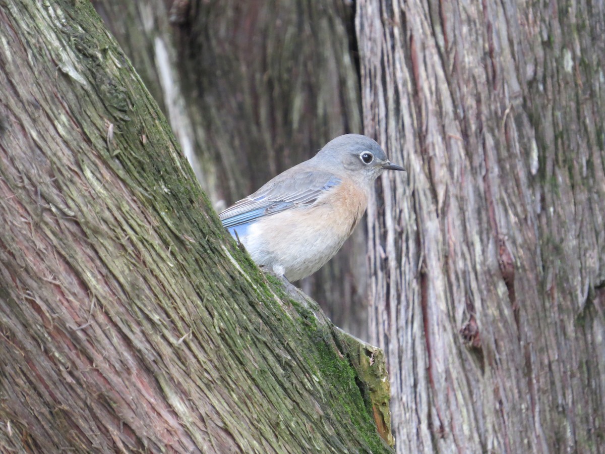 Azulejo Occidental - ML645653742