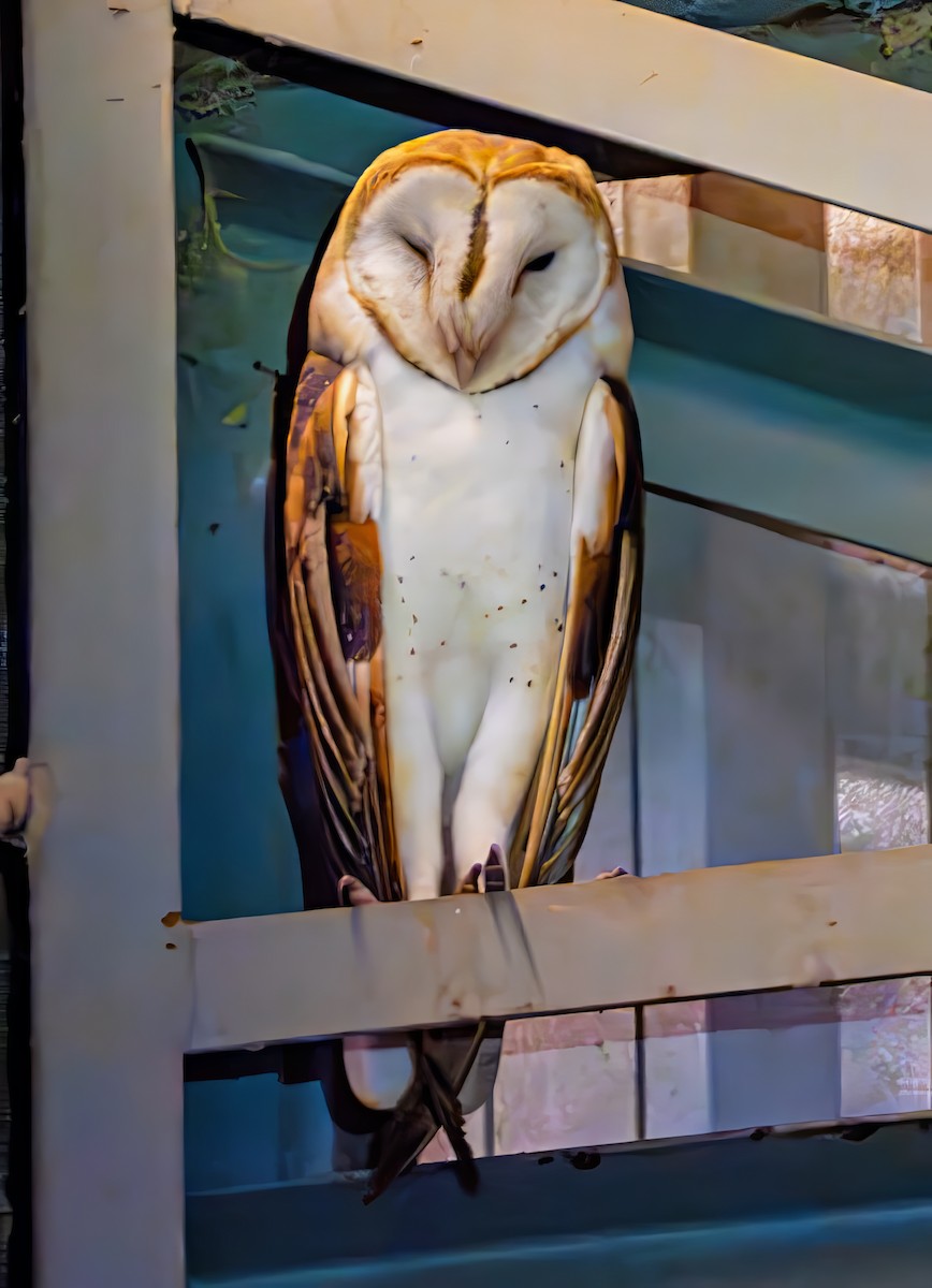 Lechuza Común Americana - ML645653743