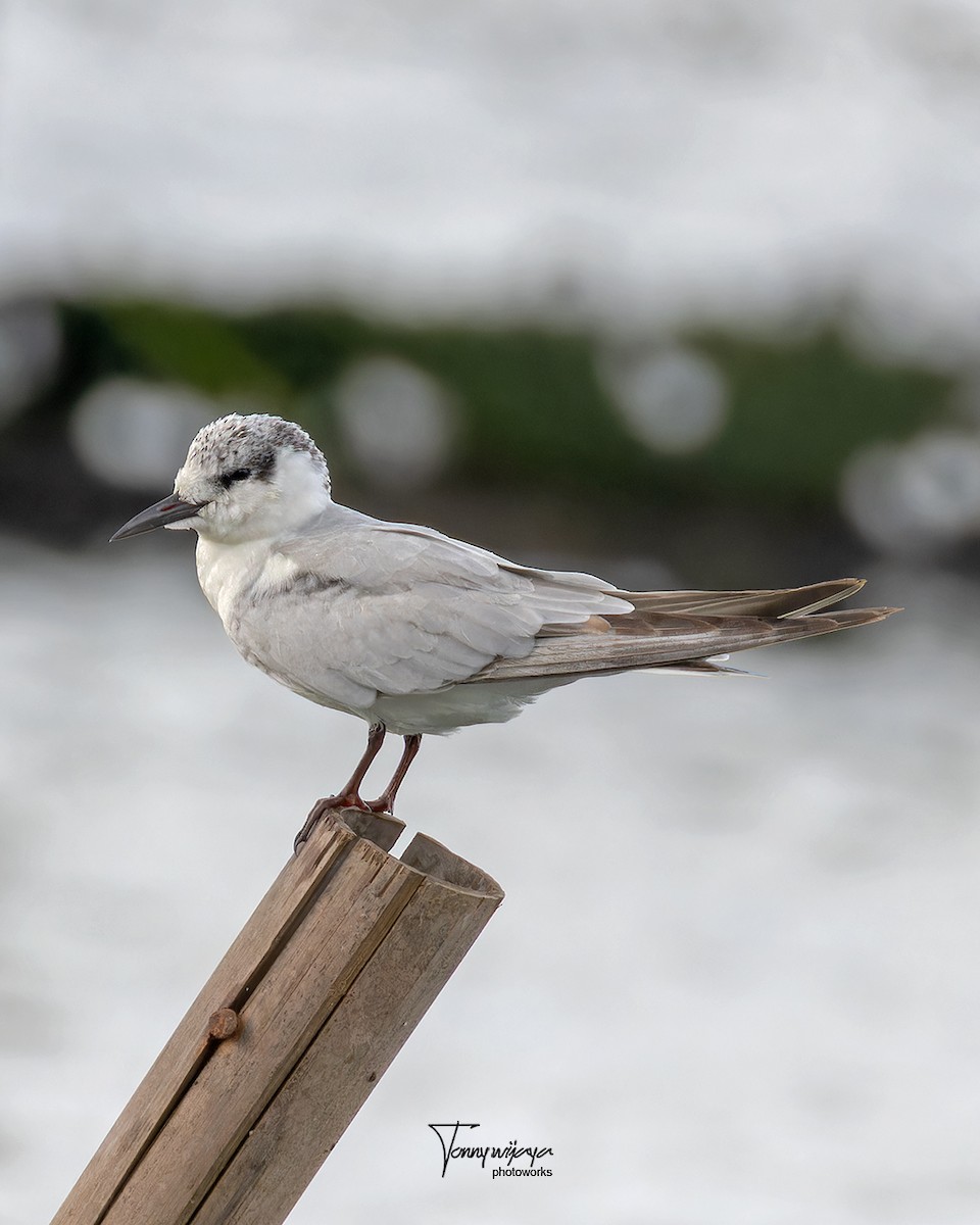 Fumarel Cariblanco - ML645653744