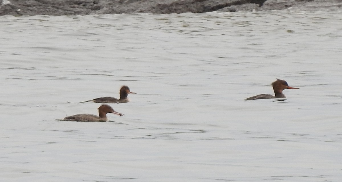 Serreta Mediana - ML645653745