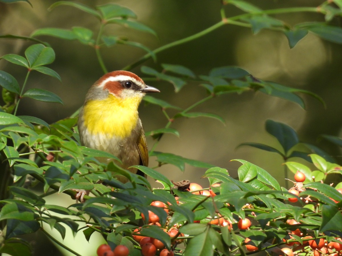 Reinita Coronirrufa - ML645653747