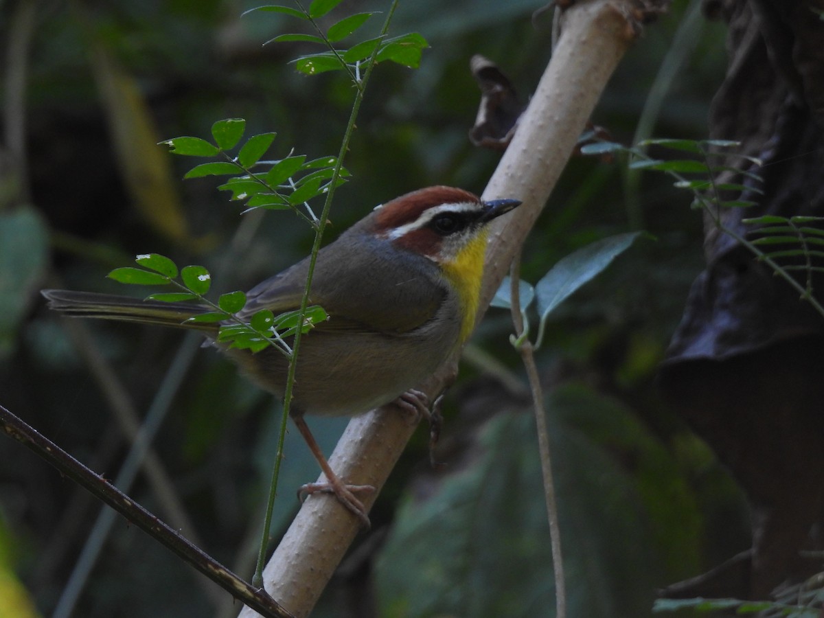 Reinita Coronirrufa - ML645653748