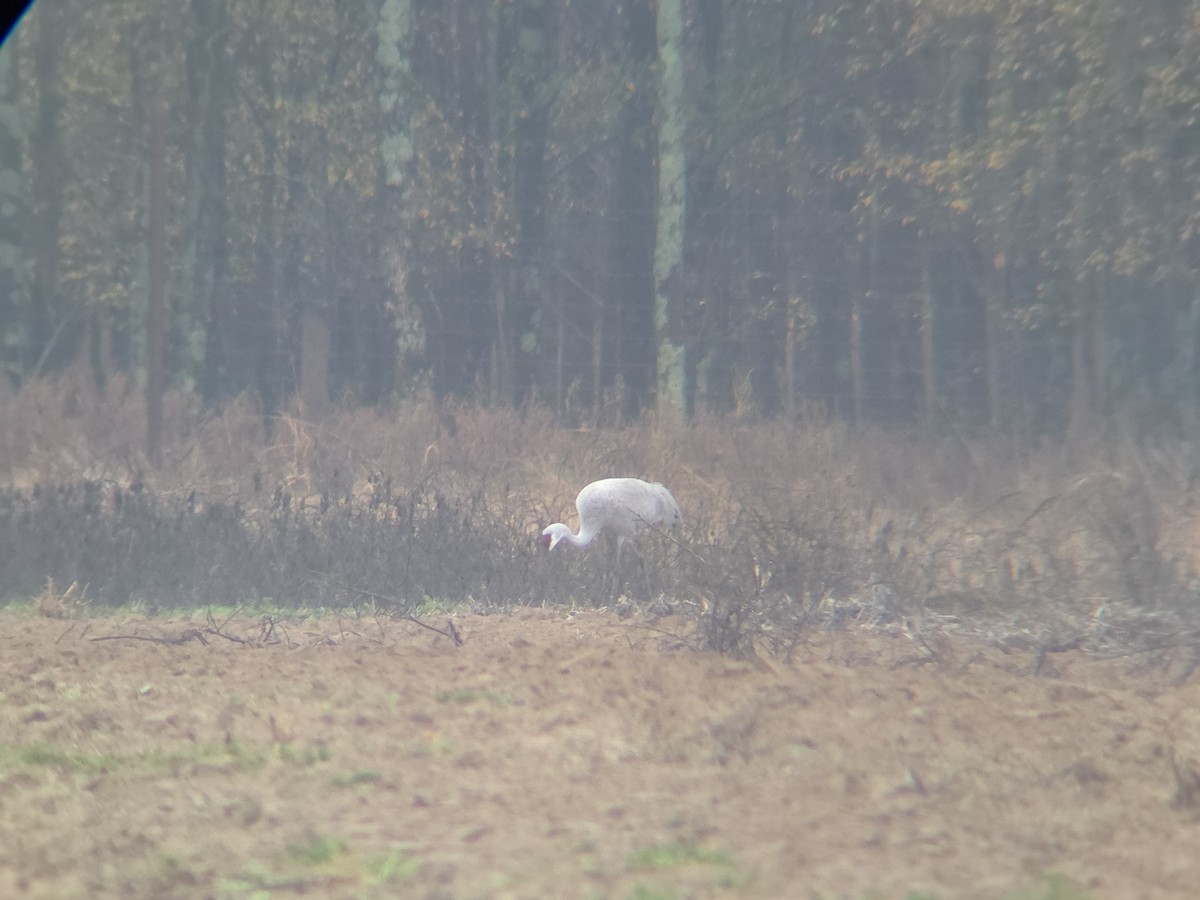 Grulla Canadiense - ML645653749