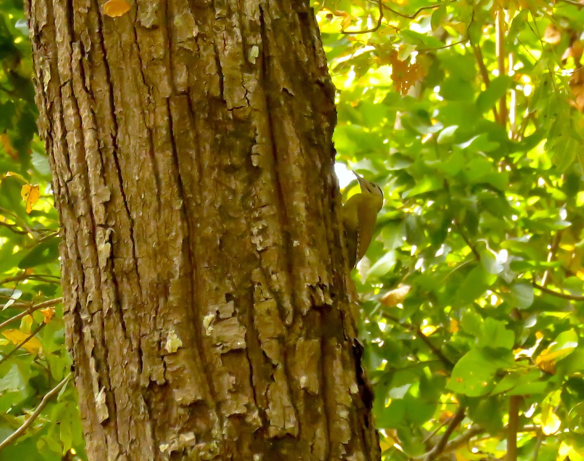 Pito Cano - ML645653750