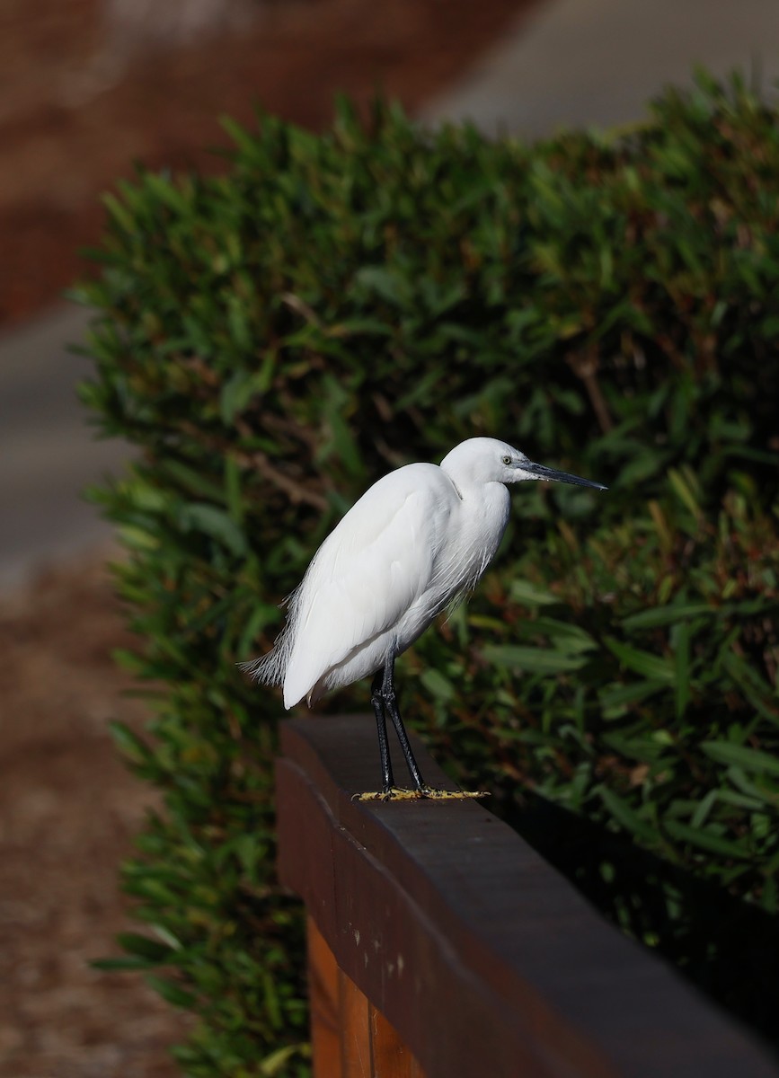 Garceta Común - ML645653751