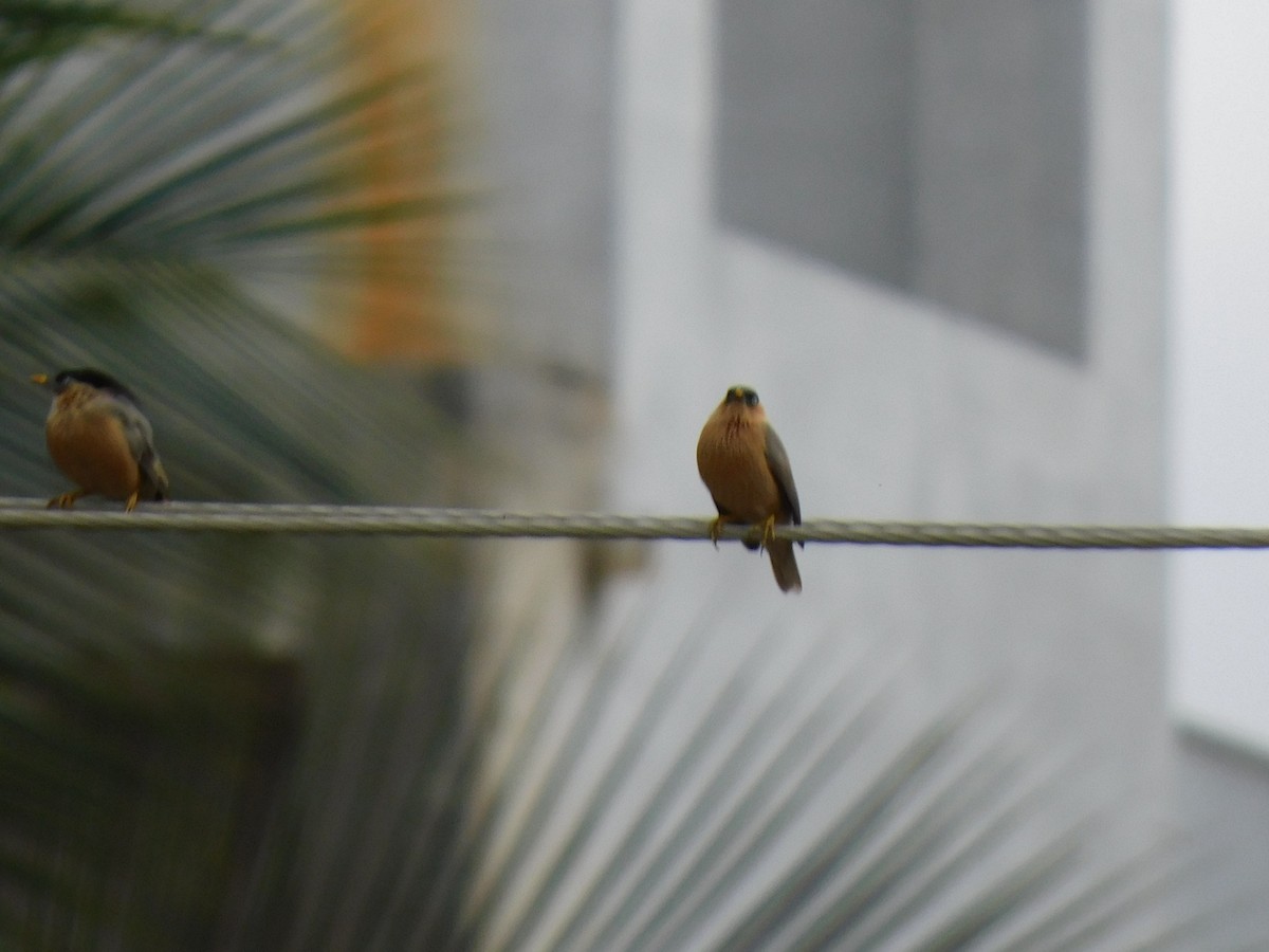 Estornino de las Pagodas - ML645653752