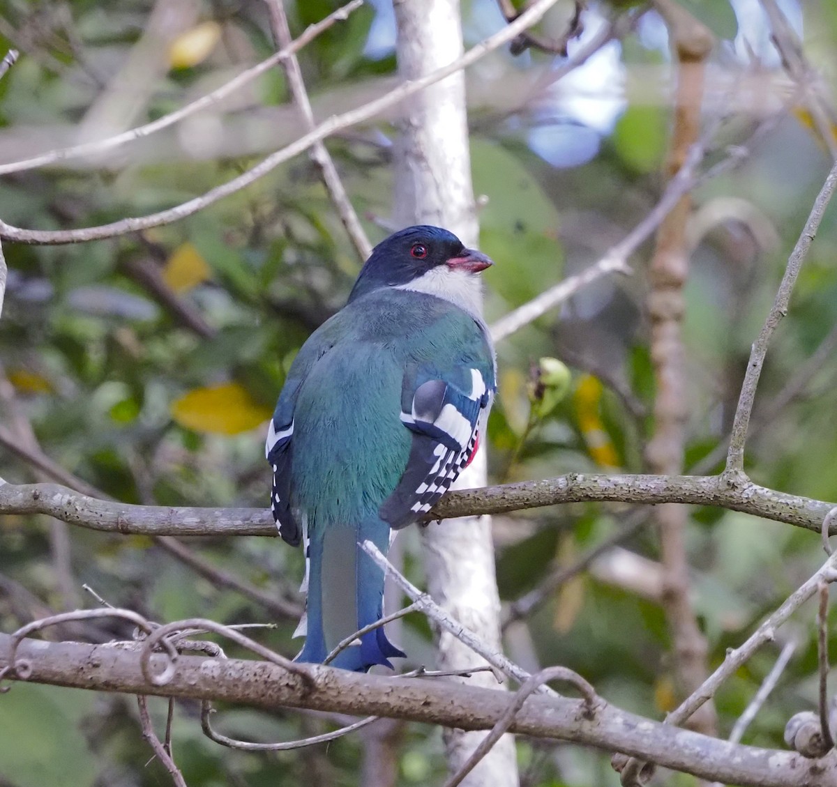 Trogón Tocororo - ML645653753