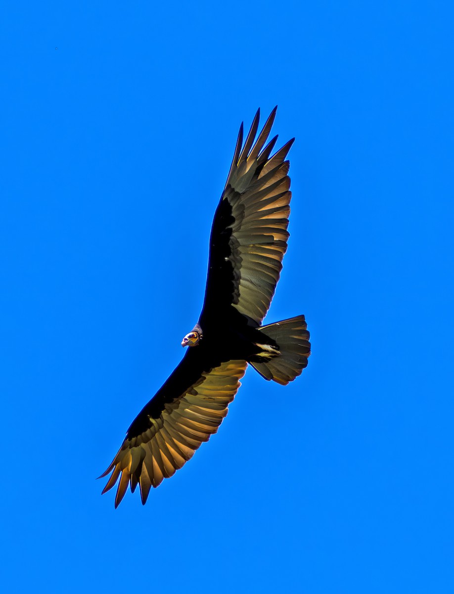 Aura Sabanera - ML645653762