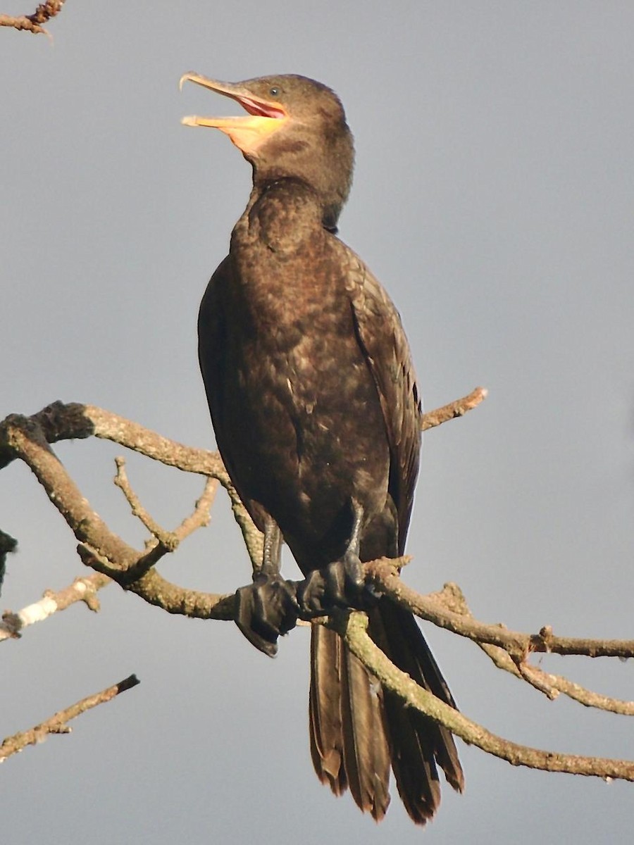 Cormorán Biguá - ML645653763