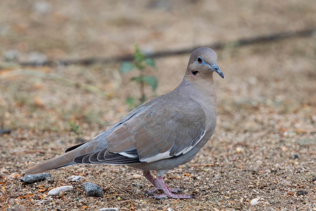 White-winged Dove - ML645653764
