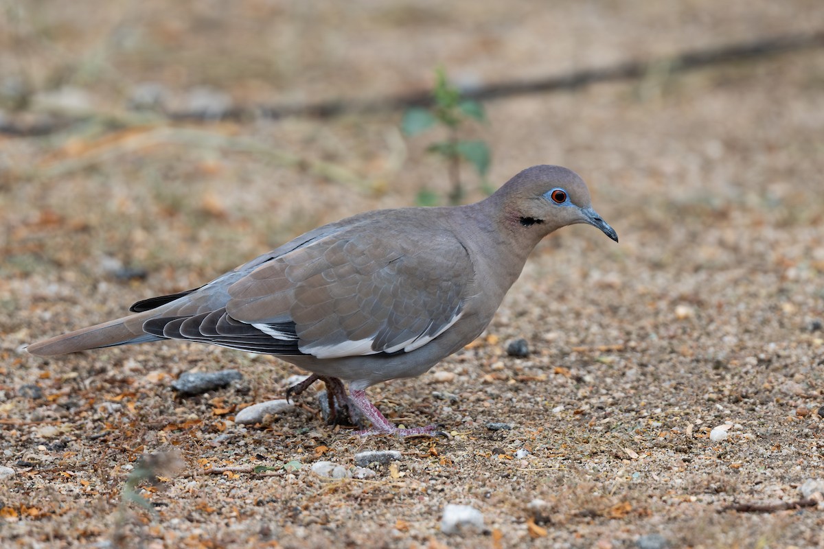 White-winged Dove - ML645653765