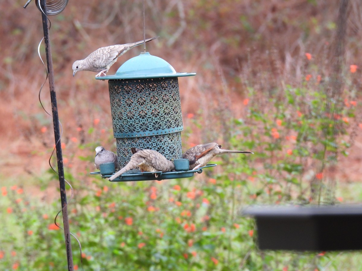 Inca Dove - ML645653767