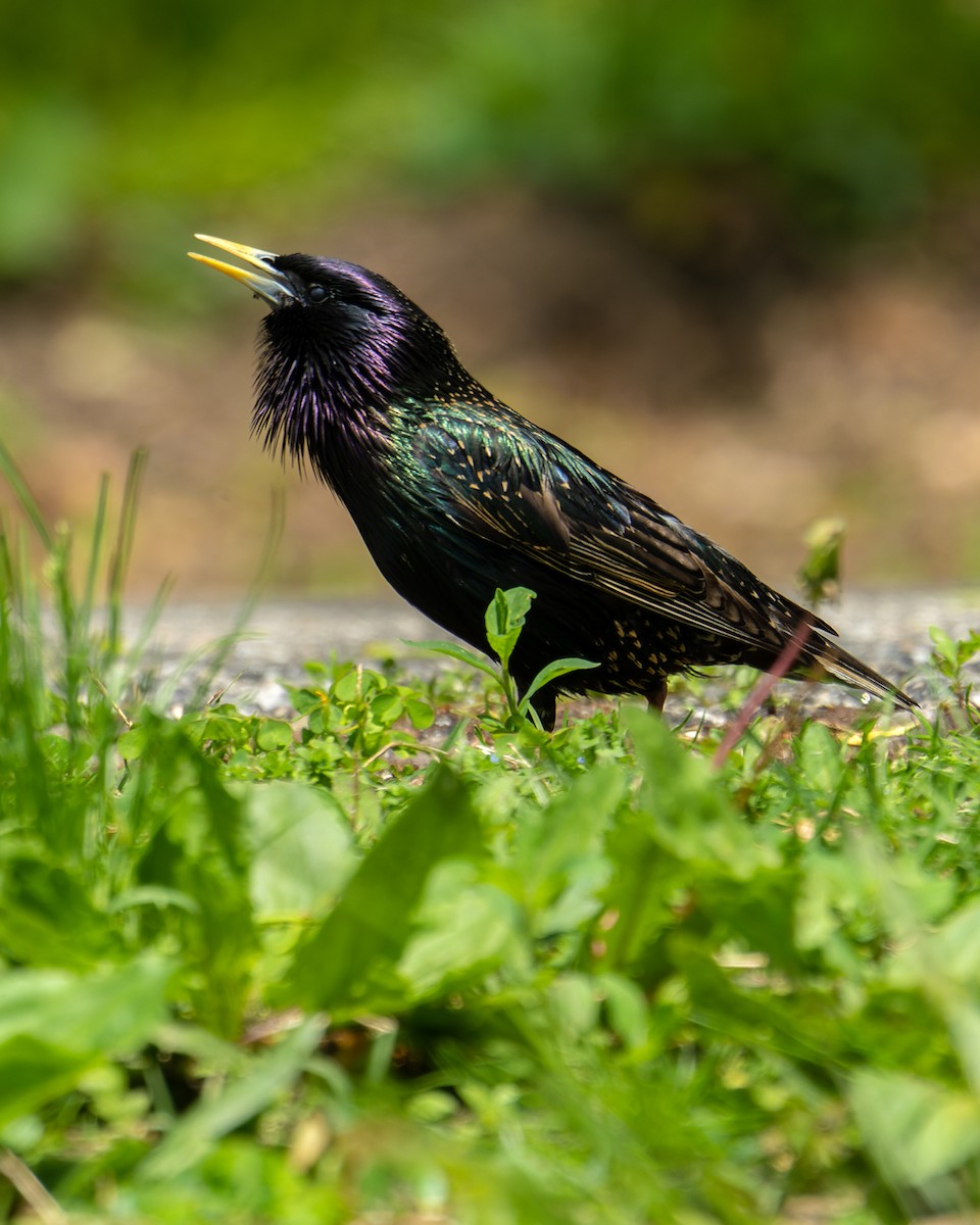 European Starling - ML645653768